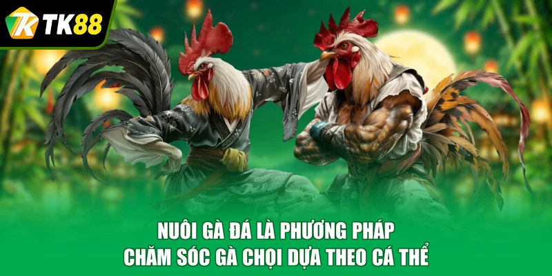 Nuôi gà đá là phương pháp chăm sóc gà chọi dựa theo cá thể